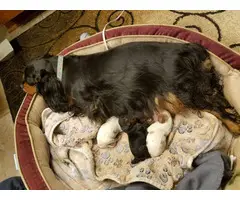 Cavalier King Charles Spaniels for sale - 4