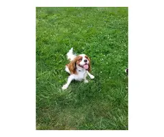 Cavalier King Charles Spaniels for sale - 7