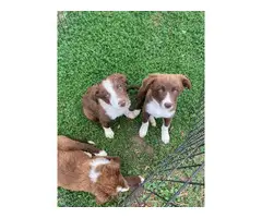 10-week-old red and white Border Collie puppies for sale