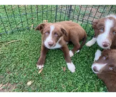 10-week-old red and white Border Collie puppies for sale - 2