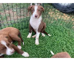 10-week-old red and white Border Collie puppies for sale - 3