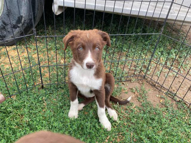 10-week-old red and white Border Collie puppies for sale in Boise