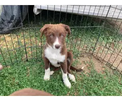 10-week-old red and white Border Collie puppies for sale - 4