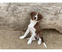 10-week-old red and white Border Collie puppies for sale - 6