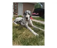 4 Purebred Great Dane puppies available