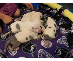 4 Purebred Great Dane puppies available - 3