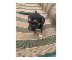 Little girl 6 week old beagle puppy - 2