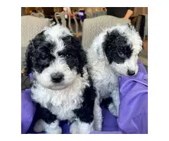 5 Stunning Aussiedoodle puppies for sale