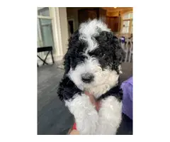 5 Stunning Aussiedoodle puppies for sale - 2