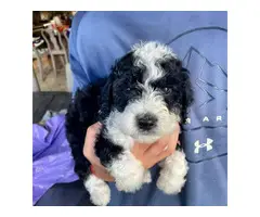 5 Stunning Aussiedoodle puppies for sale - 3