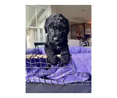 5 Stunning Aussiedoodle puppies for sale - 4