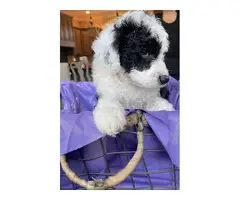 5 Stunning Aussiedoodle puppies for sale - 5
