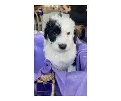 5 Stunning Aussiedoodle puppies for sale - 6