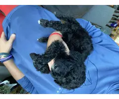 5 Stunning Aussiedoodle puppies for sale - 7