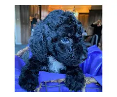 5 Stunning Aussiedoodle puppies for sale - 8