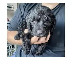 5 Stunning Aussiedoodle puppies for sale - 9