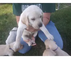 4 Yellow AKC Labrador Puppies for Sale