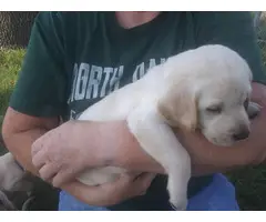 4 Yellow AKC Labrador Puppies for Sale - 2