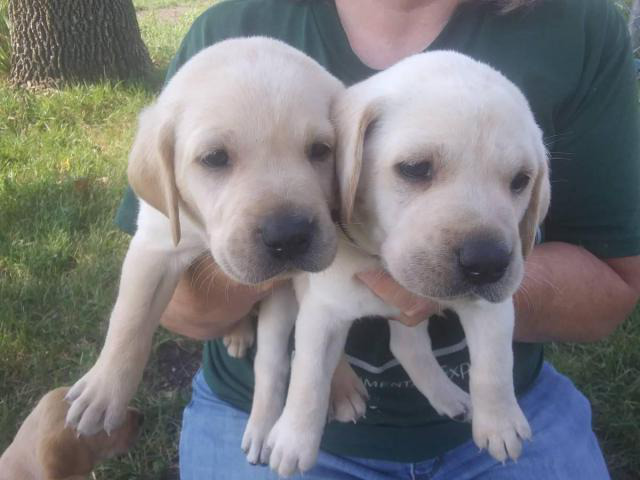 4 Yellow AKC Labrador Puppies for Sale Fargo - Puppies for Sale Near Me