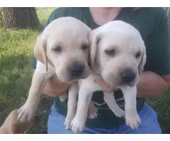 4 Yellow AKC Labrador Puppies for Sale - 3
