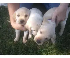 4 Yellow AKC Labrador Puppies for Sale - 4