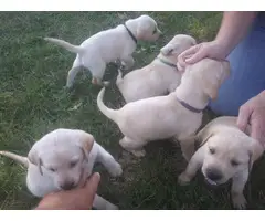 4 Yellow AKC Labrador Puppies for Sale - 5