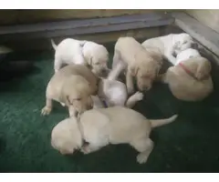 4 Yellow AKC Labrador Puppies for Sale - 6