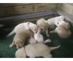 4 Yellow AKC Labrador Puppies for Sale - 7