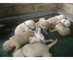 4 Yellow AKC Labrador Puppies for Sale - 8