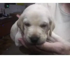 4 Yellow AKC Labrador Puppies for Sale - 9