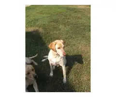 4 Yellow AKC Labrador Puppies for Sale - 11
