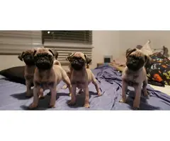 A litter of adorable pug puppies for sale - 1