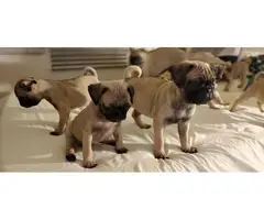 A litter of adorable pug puppies for sale - 3