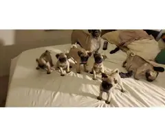 A litter of adorable pug puppies for sale - 4