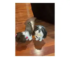 Two healthy Shihtzu puppies for sale