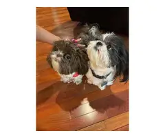 Two healthy Shihtzu puppies for sale - 2