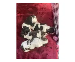 Two healthy Shihtzu puppies for sale - 3