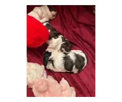 Two healthy Shihtzu puppies for sale - 4