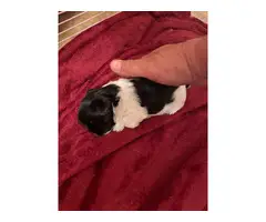Two healthy Shihtzu puppies for sale - 5