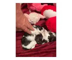 Two healthy Shihtzu puppies for sale - 6