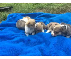 AKC Welsh Corgi puppies for sale