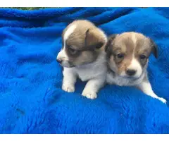 AKC Welsh Corgi puppies for sale - 2