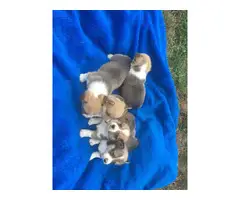 AKC Welsh Corgi puppies for sale - 3