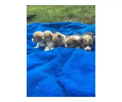 AKC Welsh Corgi puppies for sale - 5