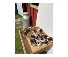 Top-line beagle puppies for sale - 2
