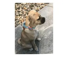 Stunning 4 month-old Jug puppy for sale