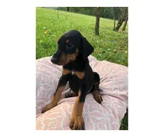 Black and rust Doberman puppies looking for a new home - 2
