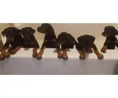 Black and rust Doberman puppies looking for a new home - 3