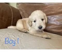 Labradoodle puppies for sale - 2