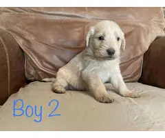 Labradoodle puppies for sale - 3